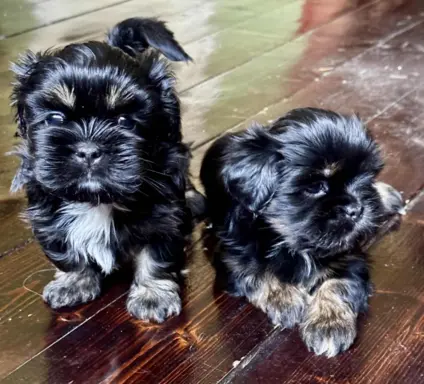 Cudne psy tybetańskie - Lhasa Apso 6
