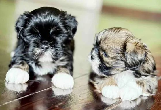 Cudne psy tybetańskie - Lhasa Apso 7