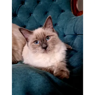 Olbrzymie koty Ragdoll - rodowód FPL/FIFE 7
