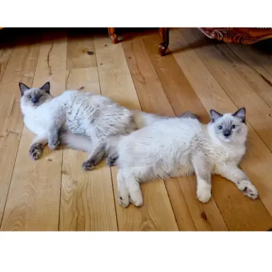 Olbrzymie koty Ragdoll - rodowód FPL/FIFE 1