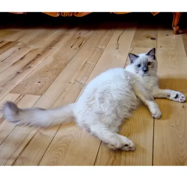 Olbrzymie koty Ragdoll - rodowód FPL/FIFE 4