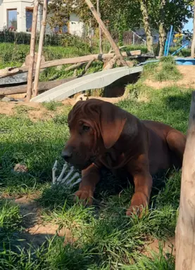 Serce i siła Afryki - Szczeniak Rhodesian Ridgeback ZKwP/FCI 5