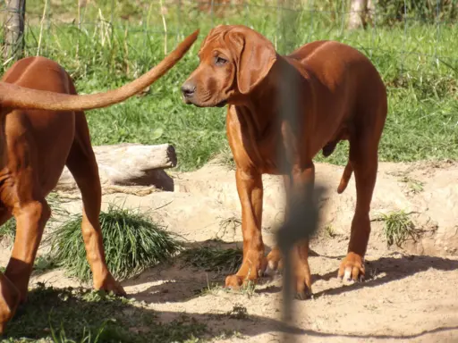 Serce i siła Afryki - Szczeniak Rhodesian Ridgeback ZKwP/FCI 6