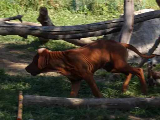 Serce i siła Afryki - Szczeniak Rhodesian Ridgeback ZKwP/FCI 7