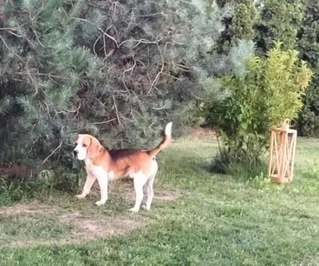 Cudowne sunie rasy Beagle gotowe do zmiany domku 1