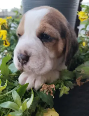 Cudowne sunie rasy Beagle gotowe do zmiany domku 2