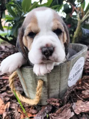 Cudowne sunie rasy Beagle gotowe do zmiany domku 3