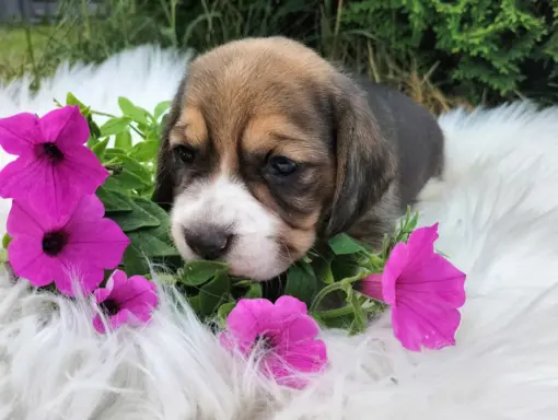 Cudowne sunie rasy Beagle gotowe do zmiany domku 4