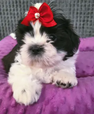 Cudowne szczenięta Shih tzu gotowe do zmiany domu 3
