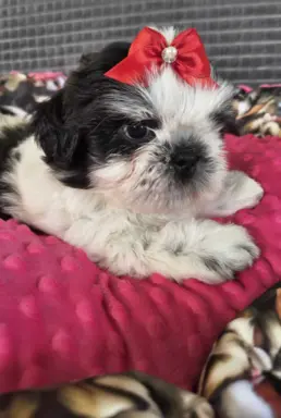 Cudowne szczenięta Shih tzu gotowe do zmiany domu 4