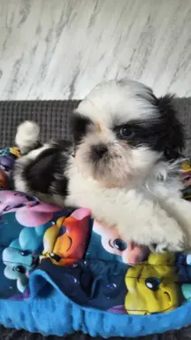 Cudowne szczenięta Shih tzu gotowe do zmiany domu 5