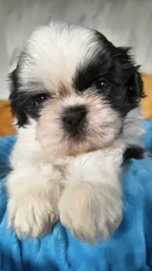 Cudowne szczenięta Shih tzu gotowe do zmiany domu 6