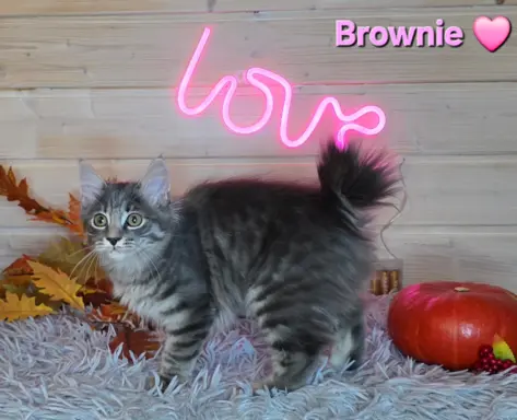 Kot bez ogona Kurylski Bobtail 2