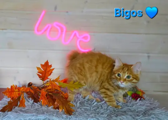 Kot bez ogona Kurylski Bobtail 4