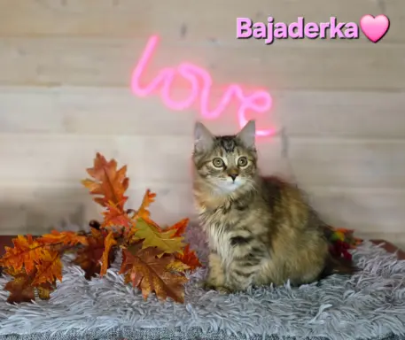 Kot bez ogona Kurylski Bobtail 3