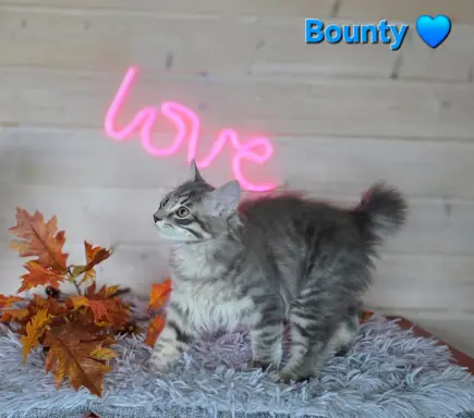 Kot bez ogona Kurylski Bobtail 1