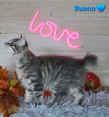 Kot bez ogona Kurylski Bobtail 5