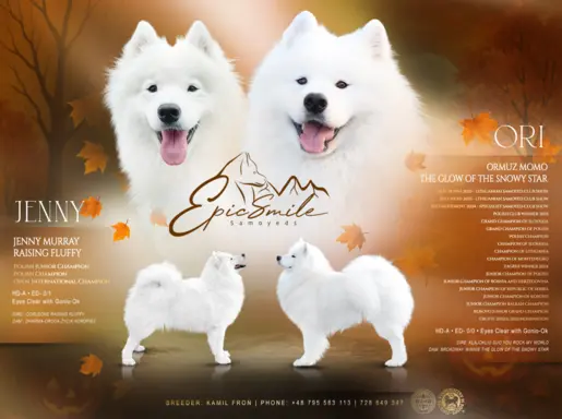 Samoyed Zapowiedź miotu Listopad 2026 Epic Smile FCI 1