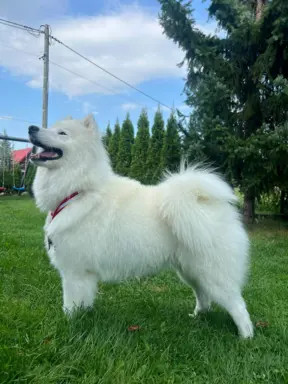 Samoyed Zapowiedź miotu Listopad 2026 Epic Smile FCI 2