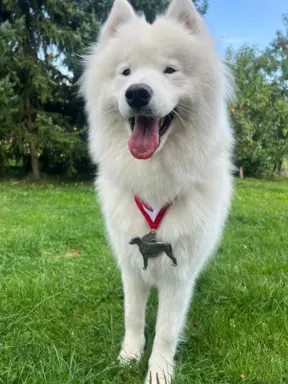 Samoyed Zapowiedź miotu Listopad 2026 Epic Smile FCI 3