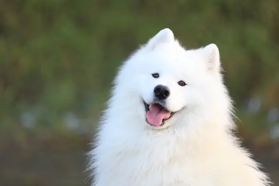 Samoyed Zapowiedź miotu Listopad 2026 Epic Smile FCI 5