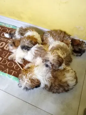 Shiz tzu 1
