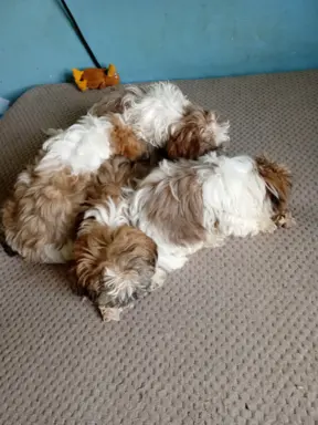 Shiz tzu 2