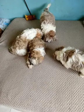 Shiz tzu 3