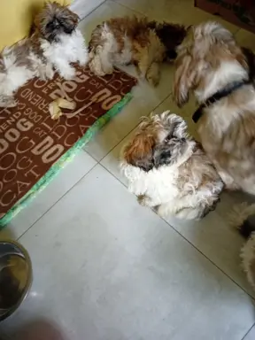 Shiz tzu 4