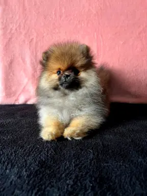 Szpic Miniaturowy, Pomeranian - suczki 4