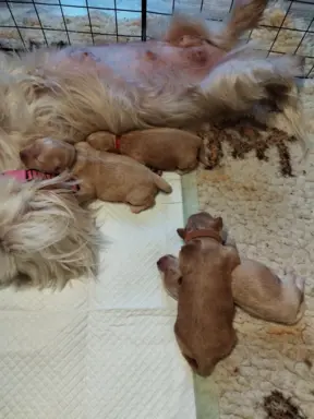 Maltipoo rezerwacja 1