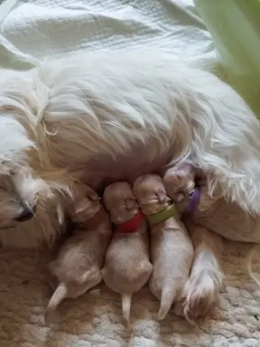 Maltipoo rezerwacja 2