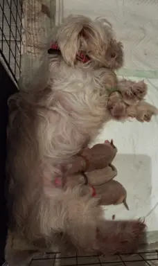 Maltipoo rezerwacja 4