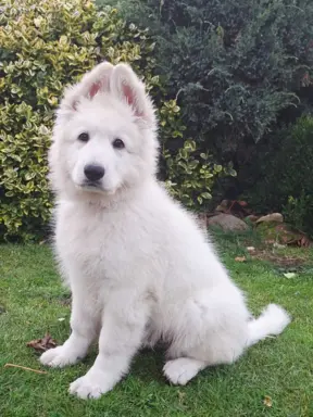 Sprzedam Biały Owczarek Szwajcarski długowłosy 1