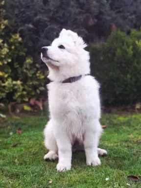 Sprzedam Biały Owczarek Szwajcarski długowłosy 2