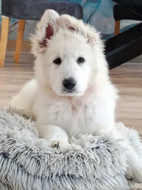 Sprzedam Biały Owczarek Szwajcarski długowłosy 3