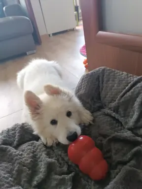 Sprzedam Biały Owczarek Szwajcarski długowłosy 4