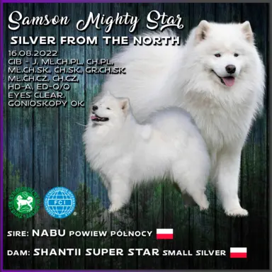 Samoyed Reproduktor ZKwP Multi Champion 1