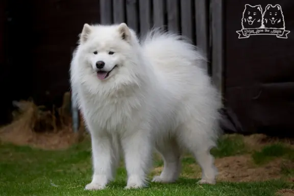 Samoyed Reproduktor ZKwP Multi Champion 2