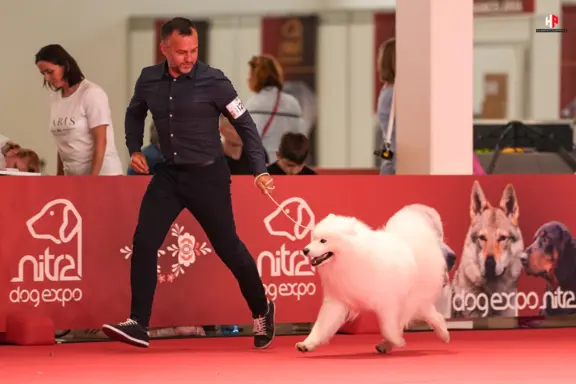 Samoyed Reproduktor ZKwP Multi Champion 3
