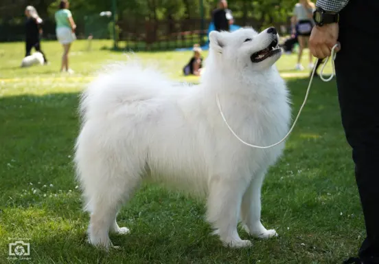 Samoyed Reproduktor ZKwP Multi Champion 4