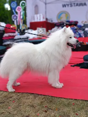 Samoyed piesek 8 miesięcy 5