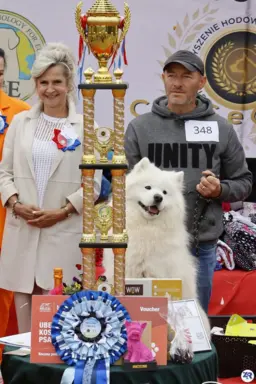 Samoyed piesek 8 miesięcy 6