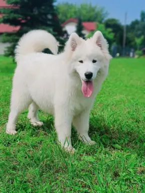 Samoyed piesek 8 miesięcy 2