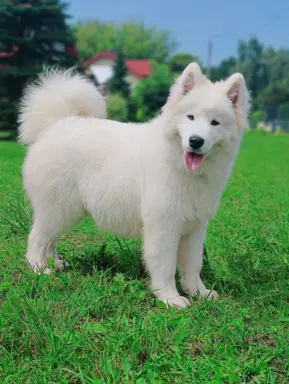 Samoyed piesek 8 miesięcy 1