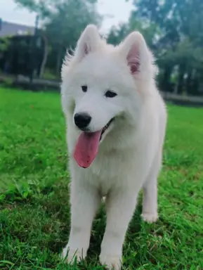 Samoyed piesek 8 miesięcy 3
