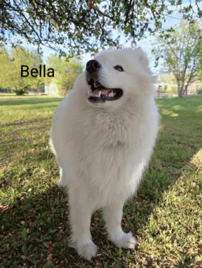 Samoyed piesek 8 miesięcy 9