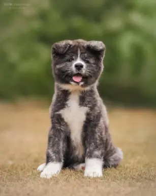 Akita - pręgowane szczenię na sprzedaż ZKWP / FCI 2