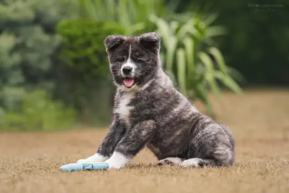 Akita - pręgowane szczenię na sprzedaż ZKWP / FCI 3