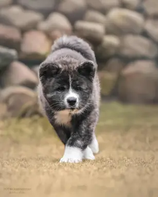 Akita - pręgowane szczenię na sprzedaż ZKWP / FCI 4